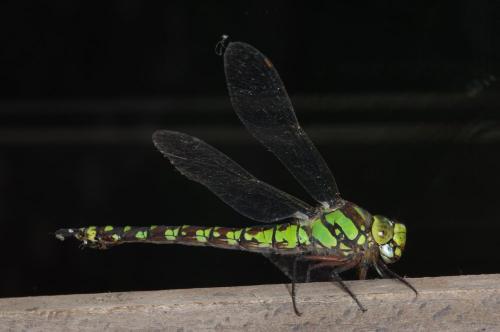 Aeshna cyanea